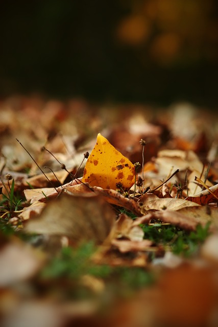 维德尔都参 维德尔都参