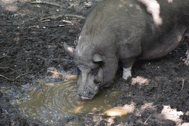 投票的互动 投票的互动